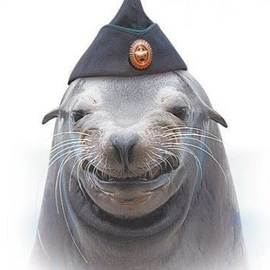 angry seal