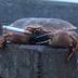 VanillaCrabs-