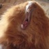 Grek