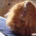 Grek