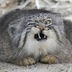 КоШаК
