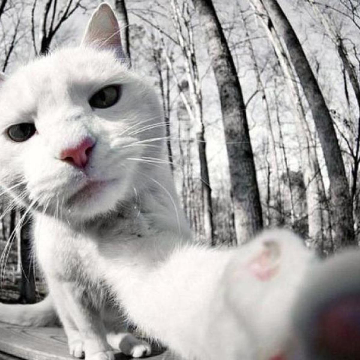 Фото Дерзкого Кота