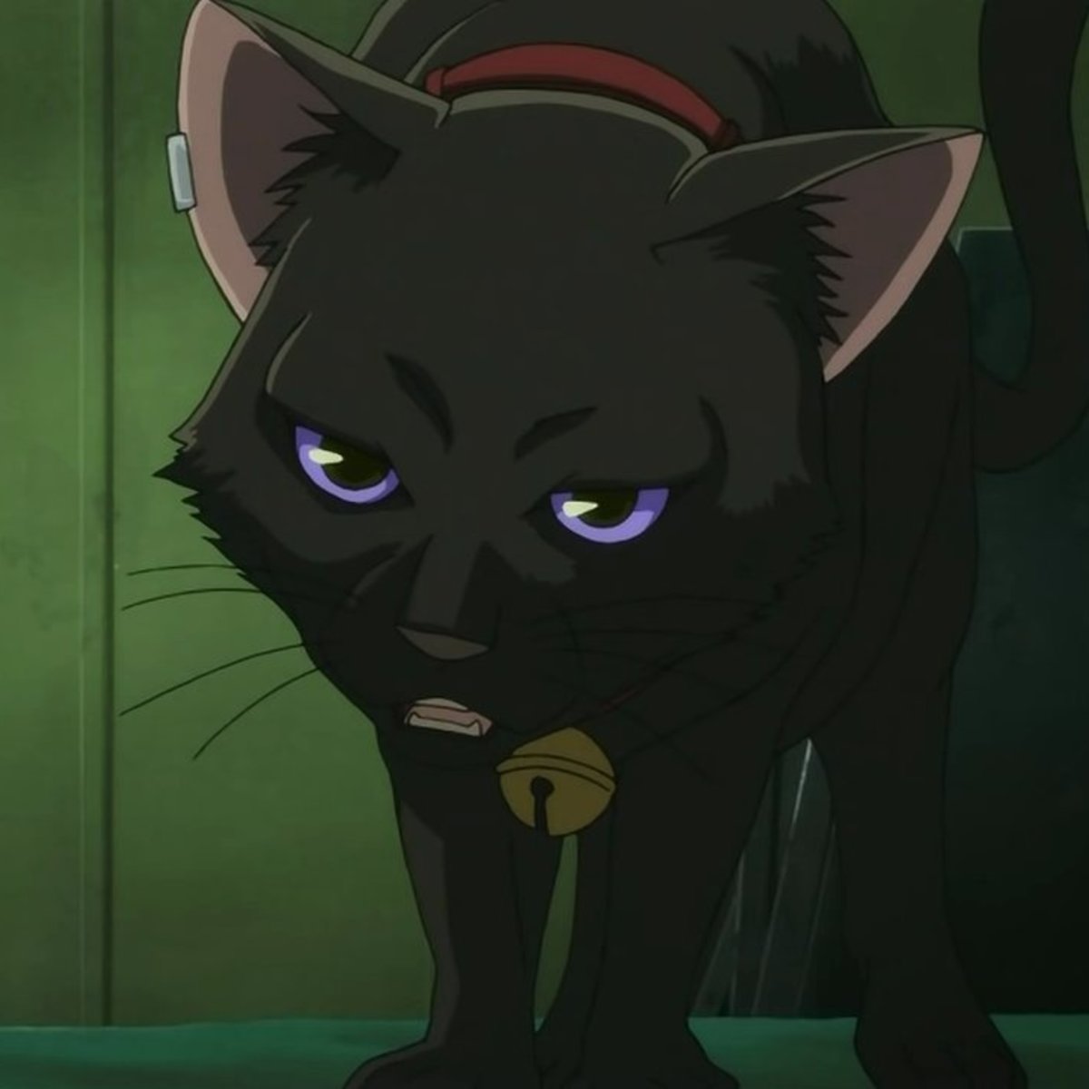 Темнее черного кот