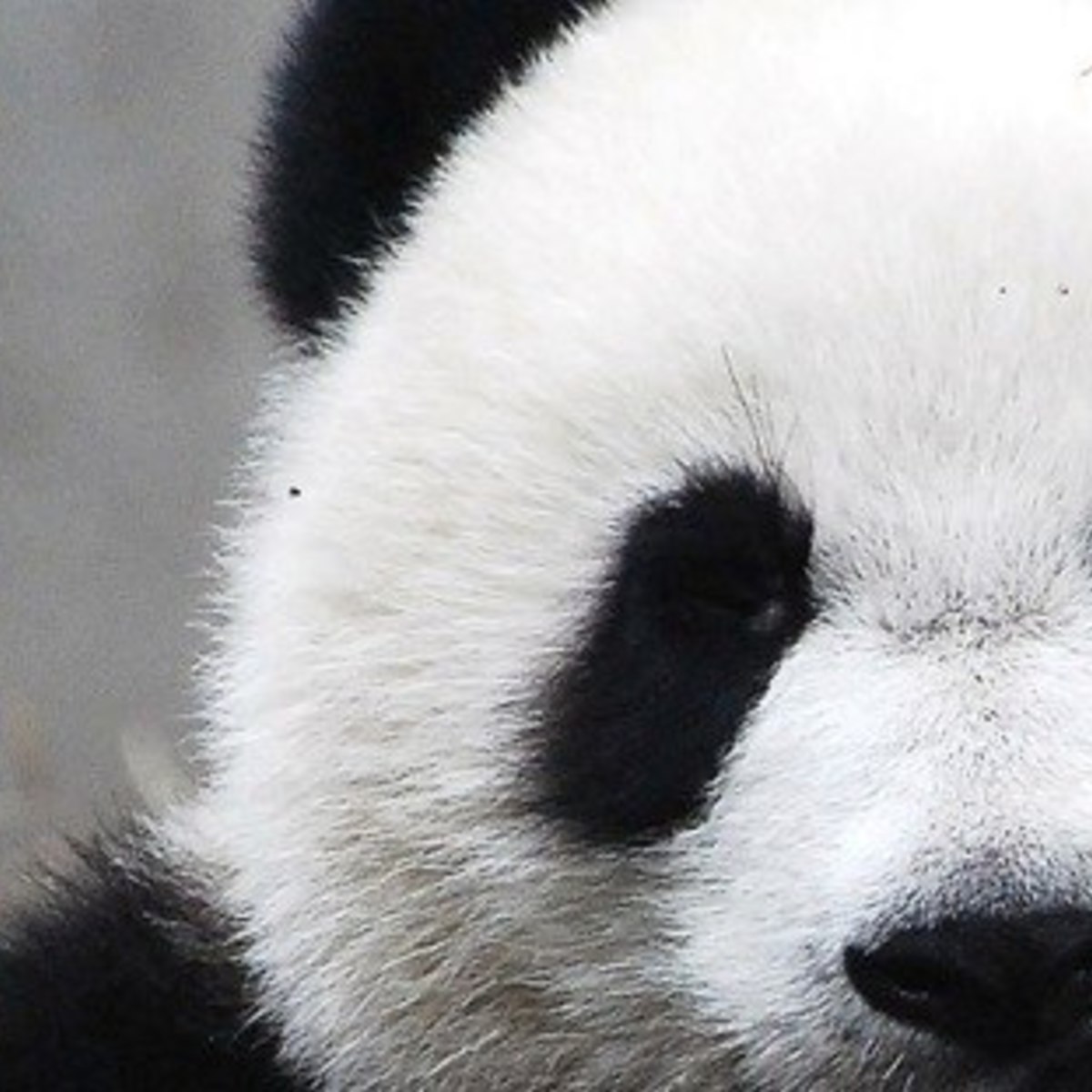 Панда без кругов. Глаза панды. Взгляд панды. Панда без черных кругов. Белая Панда.