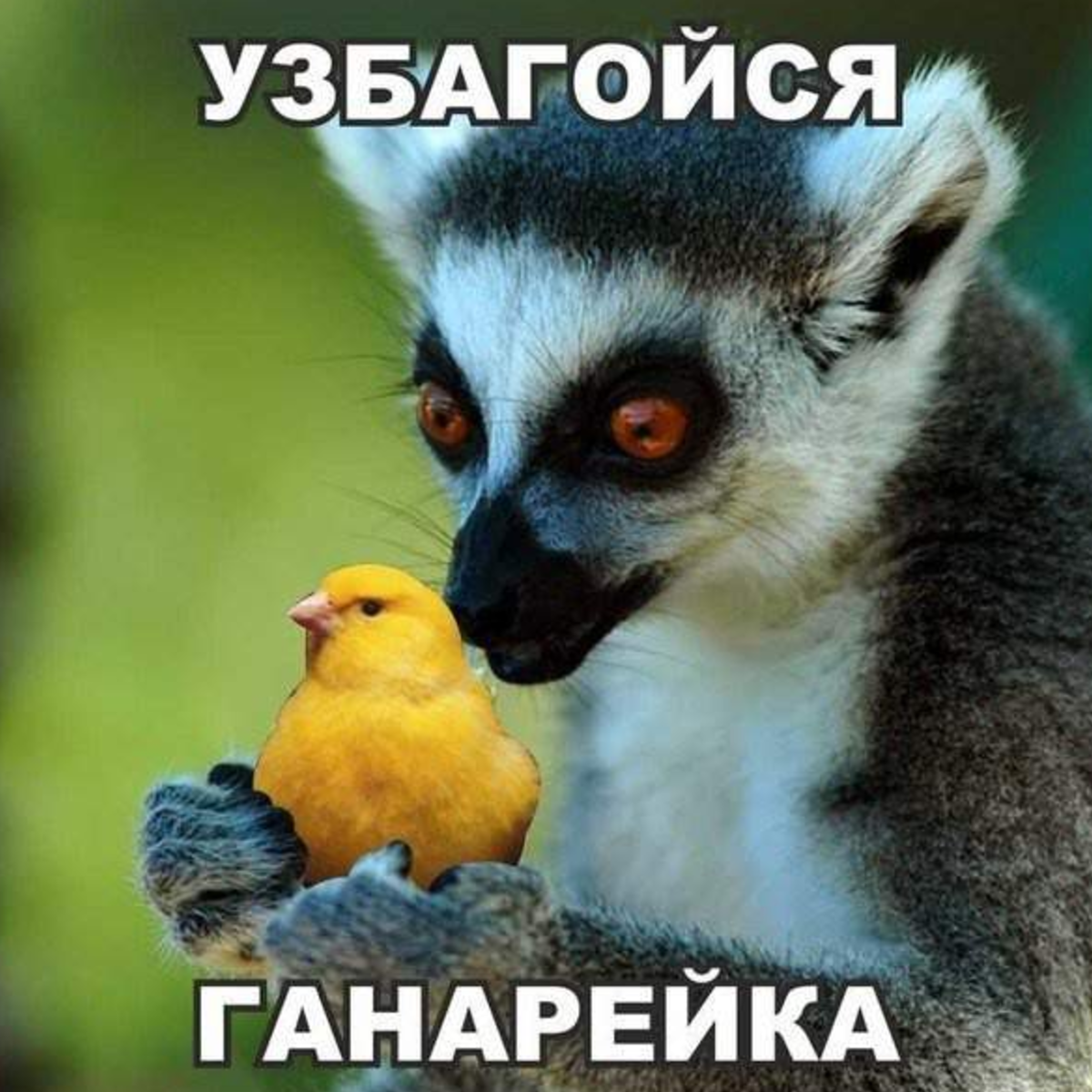 Картинки узбагойся смешные